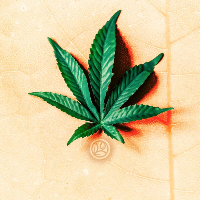 Hanfavia CBD - Blog: Die Vorteile von CBD