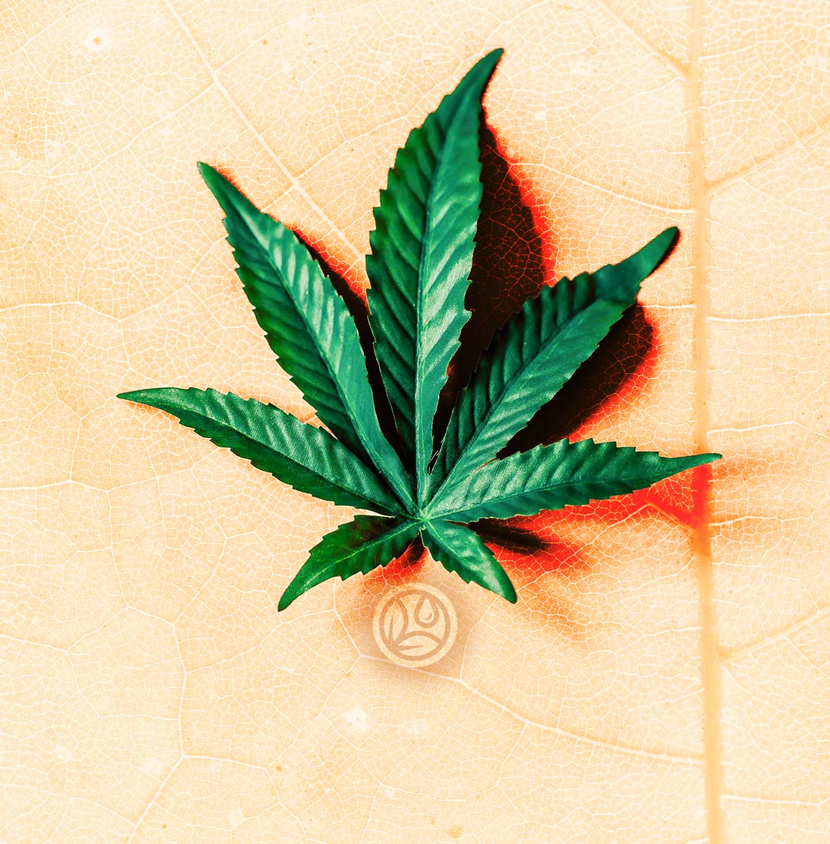 Die Vorteile von CBD: Alles, was Sie über CBD in Wien wissen müssen