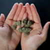 Hanfavia CBD - Blog: Alles was sie über H4 CBD wissen müssen